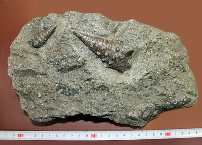 熱帯を示す示相化石、ビカリアのマルチプレート化石。母岩付き素晴らしい産状！（その8）