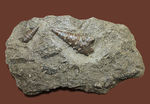 熱帯を示す示相化石、ビカリアのマルチプレート化石。母岩付き素晴らしい産状！