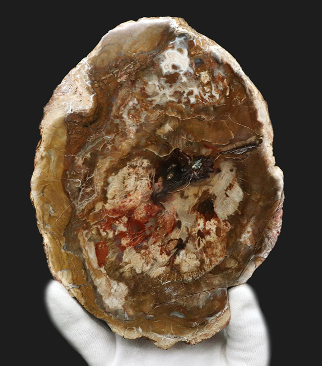 2億年以上前の針葉樹の幹が宝石化!鏡面仕上げ!マダガスカル産の美しき珪化木(Petrified wood)(その1)