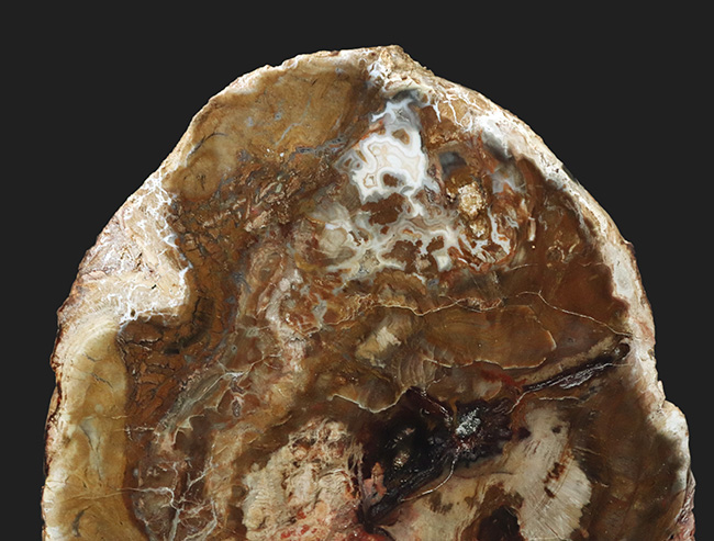2億年以上前の針葉樹の幹が宝石化!鏡面仕上げ!マダガスカル産の美しき珪化木(Petrified wood)(その2)
