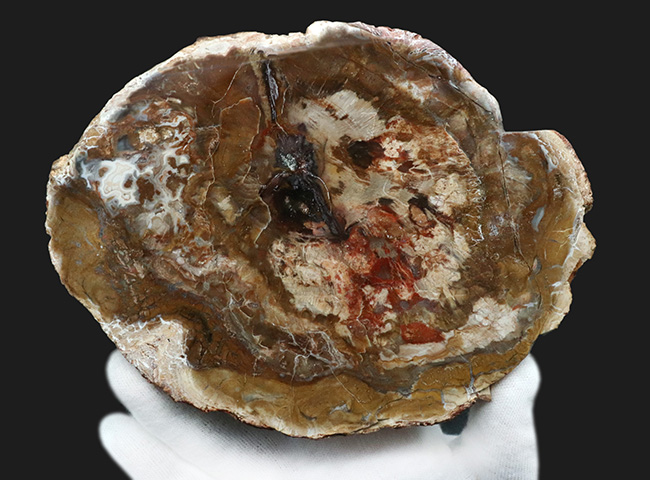 2億年以上前の針葉樹の幹が宝石化!鏡面仕上げ!マダガスカル産の美しき珪化木(Petrified wood)(その4)