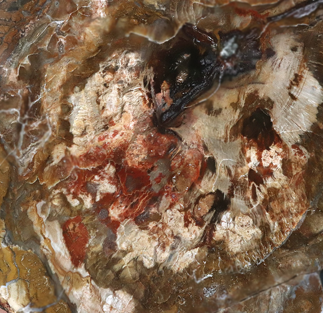2億年以上前の針葉樹の幹が宝石化!鏡面仕上げ!マダガスカル産の美しき珪化木(Petrified wood)(その5)
