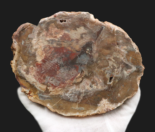 2億年以上前の針葉樹の幹が宝石化!鏡面仕上げ!マダガスカル産の美しき珪化木(Petrified wood)(その6)