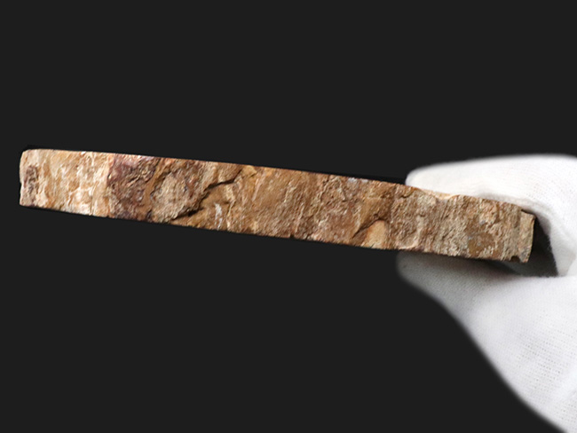 ２億年以上前の針葉樹の幹が宝石化！鏡面仕上げ！マダガスカル産の美しき珪化木（Petrified wood）（その7）
