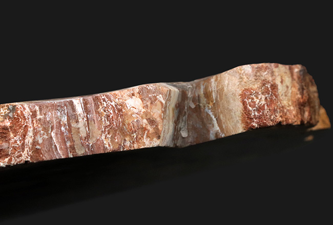 2億年以上前の針葉樹の幹が宝石化!鏡面仕上げ!マダガスカル産の美しき珪化木(Petrified wood)(その8)