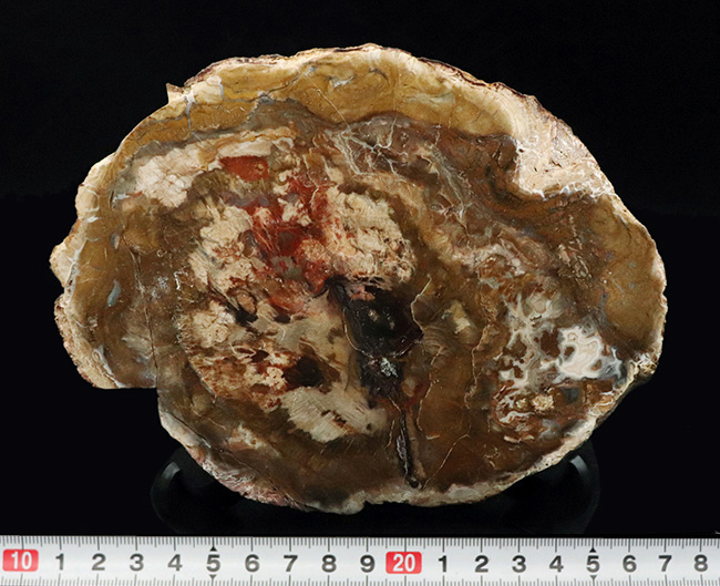 2億年以上前の針葉樹の幹が宝石化!鏡面仕上げ!マダガスカル産の美しき珪化木(Petrified wood)(その9)