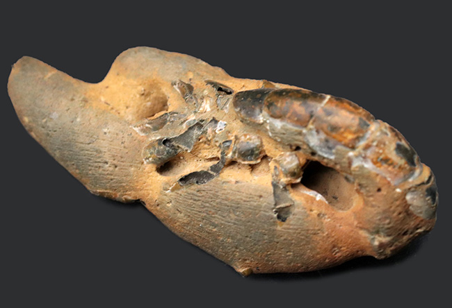 レア！国内産、背部が露出したロブスター（エビ目）と思しき化石（その1）