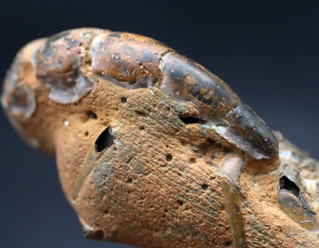 レア！国内産、背部が露出したロブスター（エビ目）と思しき化石（その7）