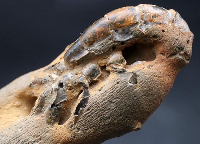 レア！国内産、背部が露出したロブスター（エビ目）と思しき化石（その8）
