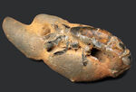 レア！国内産、背部が露出したロブスター（エビ目）と思しき化石