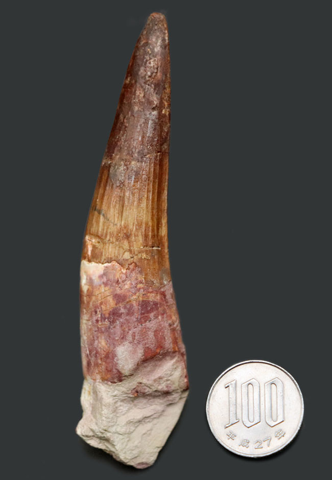 ベリーロング、１０センチ超える、立派なスピノサウルス（Spinosaurus）の歯化石（その10）