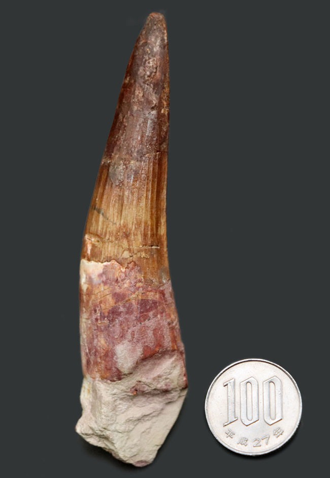 ベリーロング、10センチ超える、立派なスピノサウルス(Spinosaurus)の歯化石(その10)