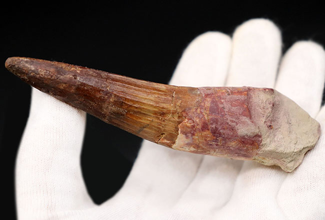 ベリーロング、10センチ超える、立派なスピノサウルス(Spinosaurus)の歯化石(その2)