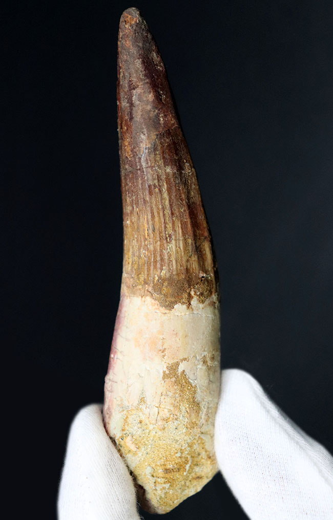 ベリーロング、10センチ超える、立派なスピノサウルス(Spinosaurus)の歯化石(その4)