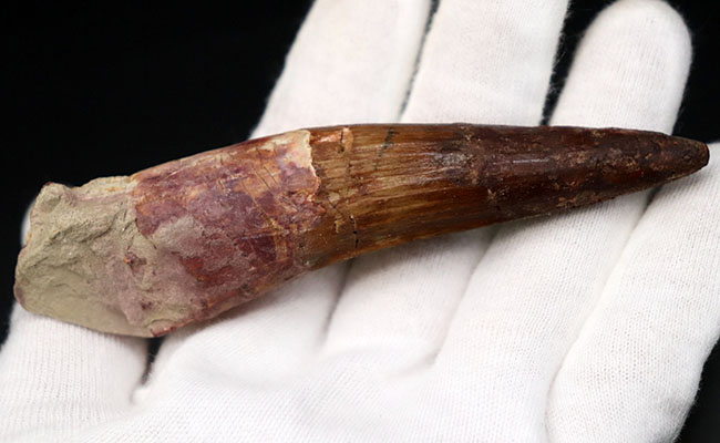 ベリーロング、10センチ超える、立派なスピノサウルス(Spinosaurus)の歯化石(その7)