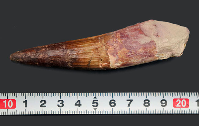 ベリーロング、10センチ超える、立派なスピノサウルス(Spinosaurus)の歯化石(その8)