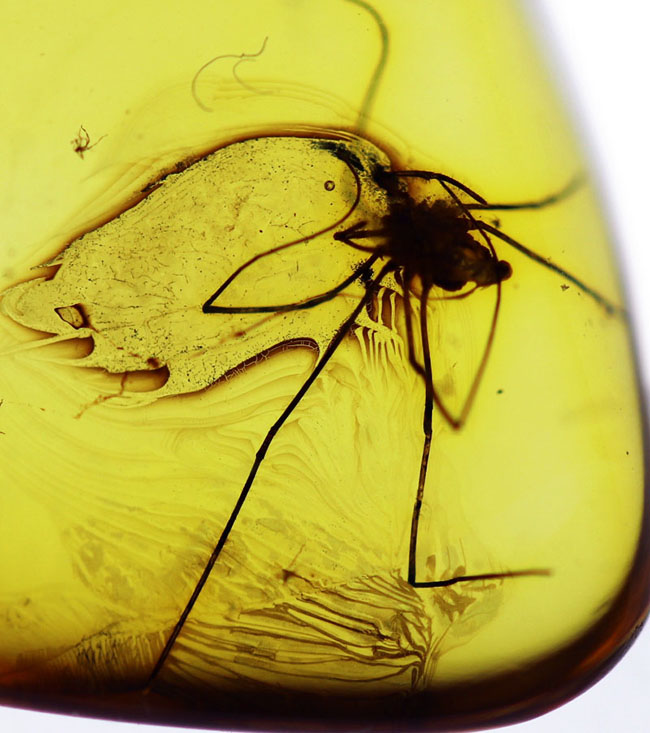 希少なザトウムシを内包したバルト海産の琥珀（Amber） 化石 販売