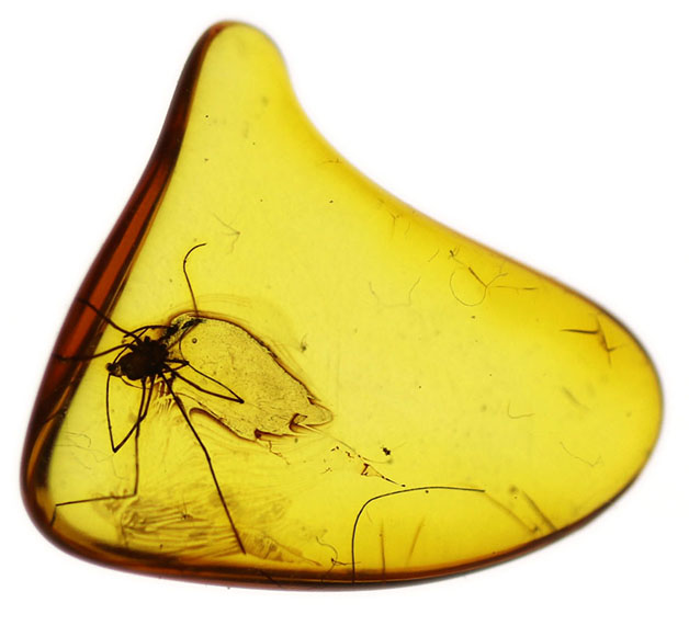 希少なザトウムシを内包したバルト海産の琥珀（Amber）（その2）