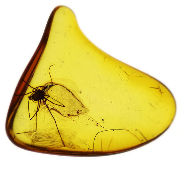 希少なザトウムシを内包したバルト海産の琥珀(Amber)(その2)