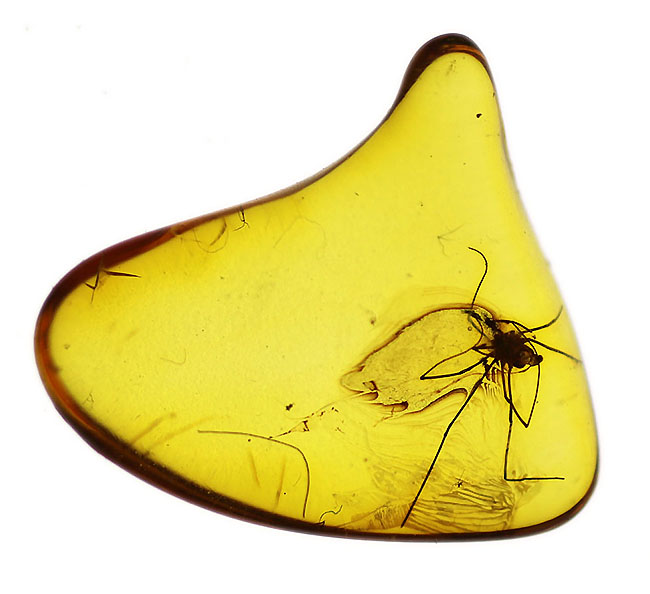 希少なザトウムシを内包したバルト海産の琥珀(Amber)(その4)