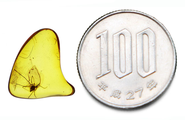 希少なザトウムシを内包したバルト海産の琥珀(Amber)(その6)