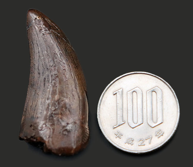 パロニコドンの歯 [DS400] 恐竜の化石 希少 レア パロニコドンの歯 [DS400] 恐竜の化石 希少 レア - メルカリ
