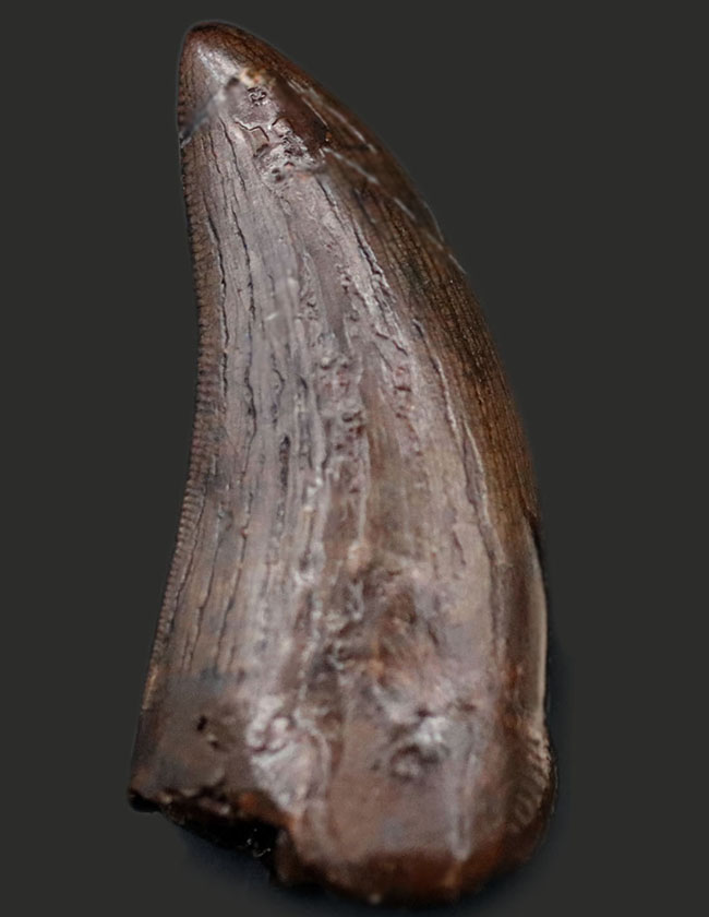 ナイスコンディション！希少性が年々、増している北米の