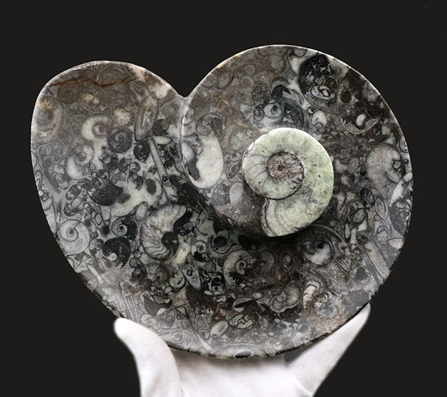 ナチュラルアート！古生代の海を皿にしました！ゴニアタイト（Goniatite）やオルソセラス（Orthoceras）を含む石の加工品（その1）