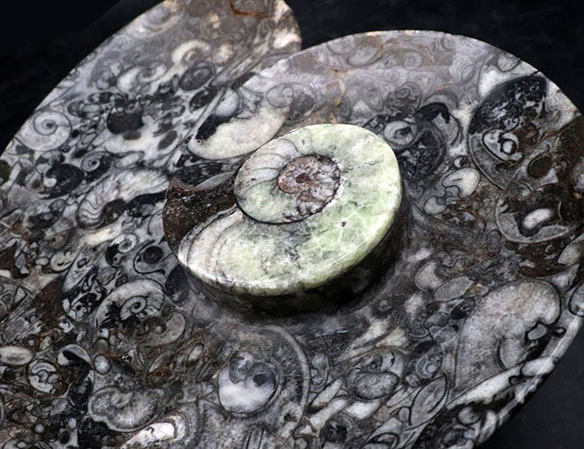 ナチュラルアート！古生代の海を皿にしました！ゴニアタイト（Goniatite）やオルソセラス（Orthoceras）を含む石の加工品（その2）