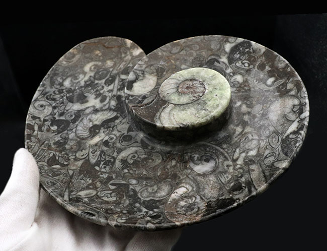 ナチュラルアート！古生代の海を皿にしました！ゴニアタイト（Goniatite）やオルソセラス（Orthoceras）を含む石の加工品（その3）