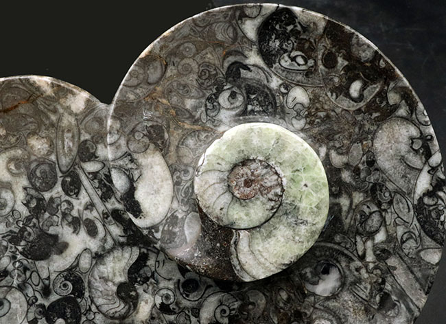 ナチュラルアート！古生代の海を皿にしました！ゴニアタイト（Goniatite）やオルソセラス（Orthoceras）を含む石の加工品（その4）
