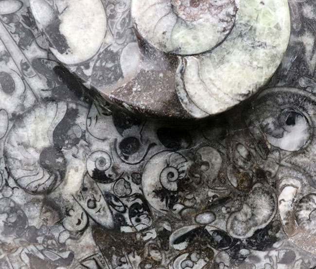 ナチュラルアート！古生代の海を皿にしました！ゴニアタイト（Goniatite）やオルソセラス（Orthoceras）を含む石の加工品（その5）