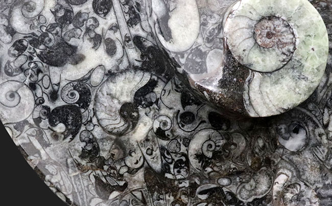 ナチュラルアート！古生代の海を皿にしました！ゴニアタイト（Goniatite）やオルソセラス（Orthoceras）を含む石の加工品（その6）