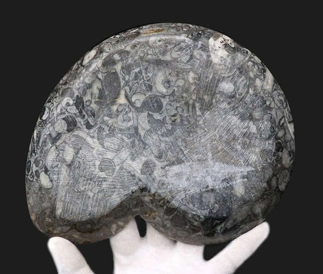 ナチュラルアート！古生代の海を皿にしました！ゴニアタイト（Goniatite）やオルソセラス（Orthoceras）を含む石の加工品（その7）