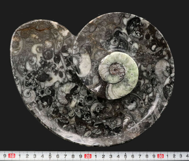 ナチュラルアート！古生代の海を皿にしました！ゴニアタイト（Goniatite）やオルソセラス（Orthoceras）を含む石の加工品（その8）