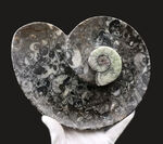 ナチュラルアート！古生代の海を皿にしました！ゴニアタイト（Goniatite）やオルソセラス（Orthoceras）を含む石の加工品
