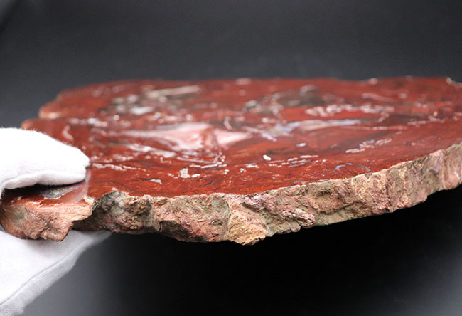 木の幹が宝石化！珍しいインド産の珪化木（Petrified wood
