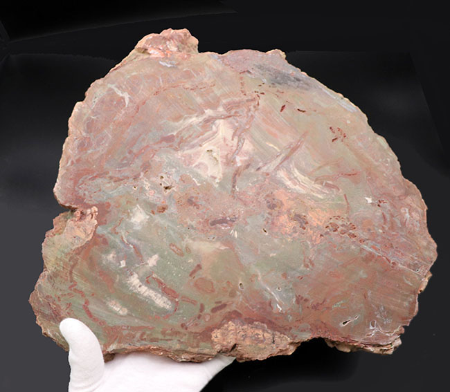 ⭐︎天然石　珪化木　ピンク系　スライス ⭐︎天然石 珪化木 ピンク系 スライス ⭐︎天然石 珪化木 ピンク系