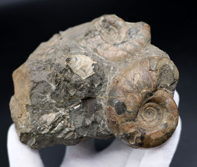 多数のアンモナイトと貝が所狭しと散見される北海道アンモナイトの大型ノジュール（Ammonite）。有名な貝、アニソマイオンも！（その1）
