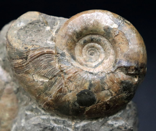 多数のアンモナイトと貝が所狭しと散見される北海道アンモナイトの大型ノジュール（Ammonite）。有名な貝、アニソマイオンも！（その2）