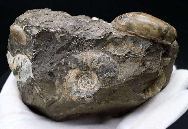 多数のアンモナイトと貝が所狭しと散見される北海道アンモナイトの大型ノジュール（Ammonite）。有名な貝、アニソマイオンも！（その5）