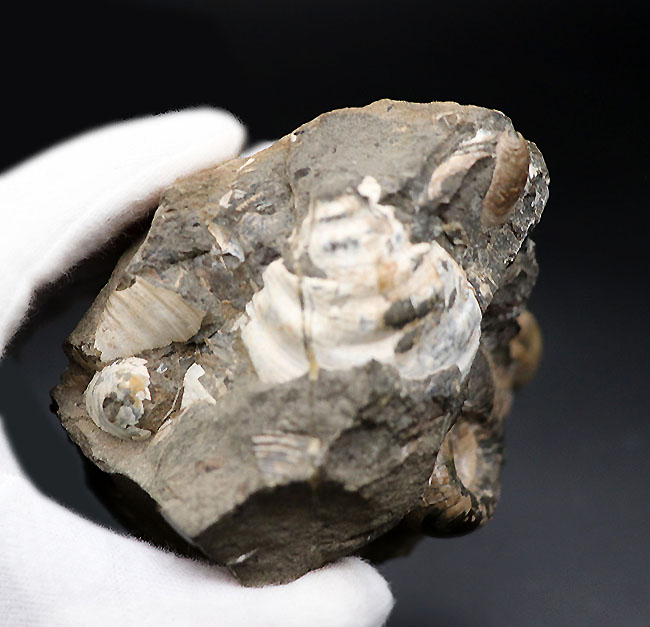 多数のアンモナイトと貝が所狭しと散見される北海道アンモナイトの大型ノジュール（Ammonite）。有名な貝、アニソマイオンも！（その6）