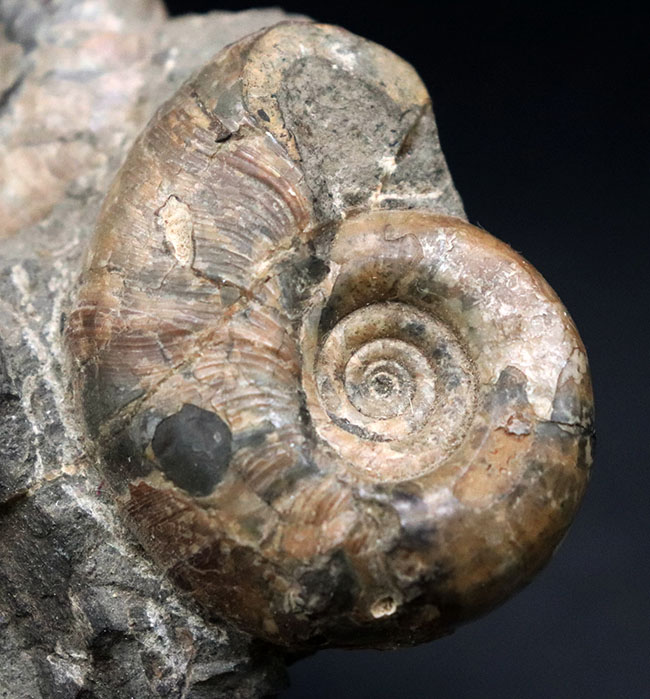 多数のアンモナイトと貝が所狭しと散見される北海道アンモナイトの大型ノジュール（Ammonite）。有名な貝、アニソマイオンも！（その7）