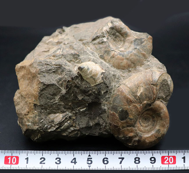 多数のアンモナイトと貝が所狭しと散見される北海道アンモナイトの大型ノジュール（Ammonite）。有名な貝、アニソマイオンも！（その8）