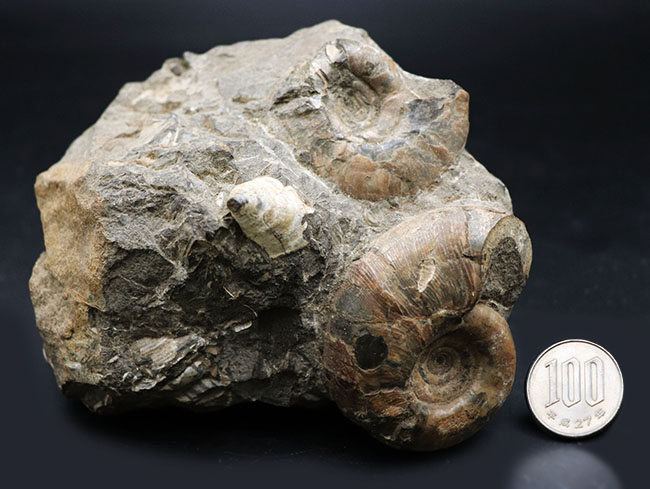 多数のアンモナイトと貝が所狭しと散見される北海道アンモナイトの大型ノジュール（Ammonite）。有名な貝、アニソマイオンも！（その9）