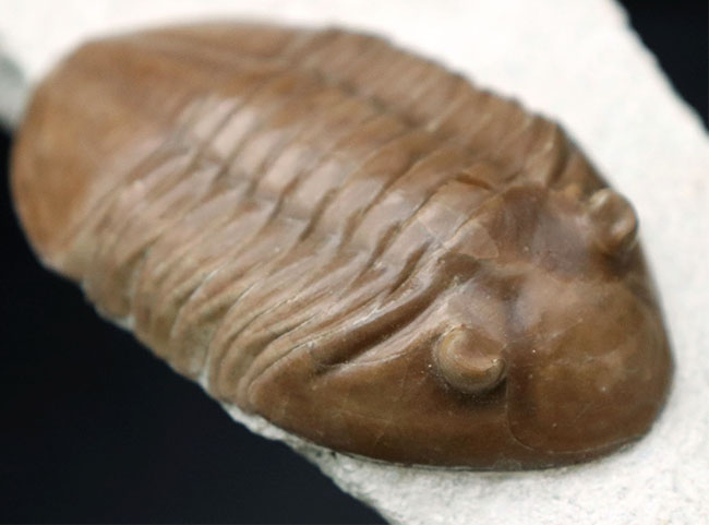 上質標本、深いキャラメル色にご注目ください！２つの展示方法ができる！ロシア産アサフスの祖先、アサフス・レピドゥルスの化石（その7）