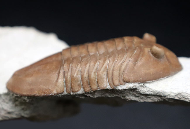 上質標本、深いキャラメル色にご注目ください！２つの展示方法ができる！ロシア産アサフスの祖先、アサフス・レピドゥルスの化石（その8）