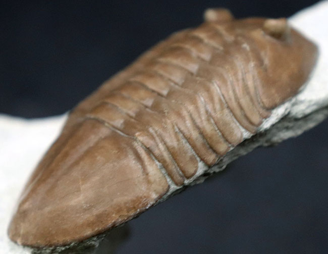 上質標本、深いキャラメル色にご注目ください！２つの展示方法ができる！ロシア産アサフスの祖先、アサフス・レピドゥルスの化石（その9）