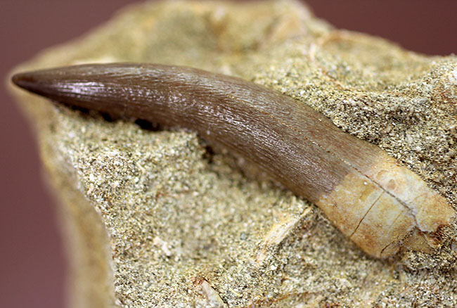 最後にして最大級の首長竜、エラスモサウルスの上質歯化石(その11)