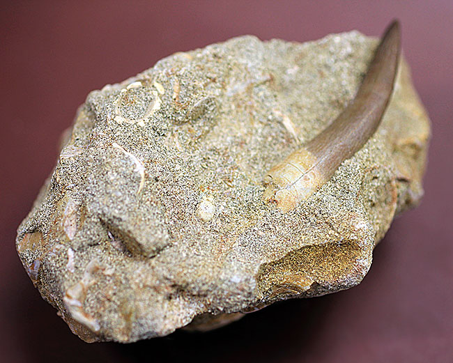 最後にして最大級の首長竜、エラスモサウルスの上質歯化石（その16）